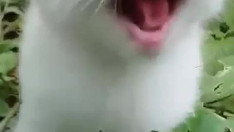 Funny cat