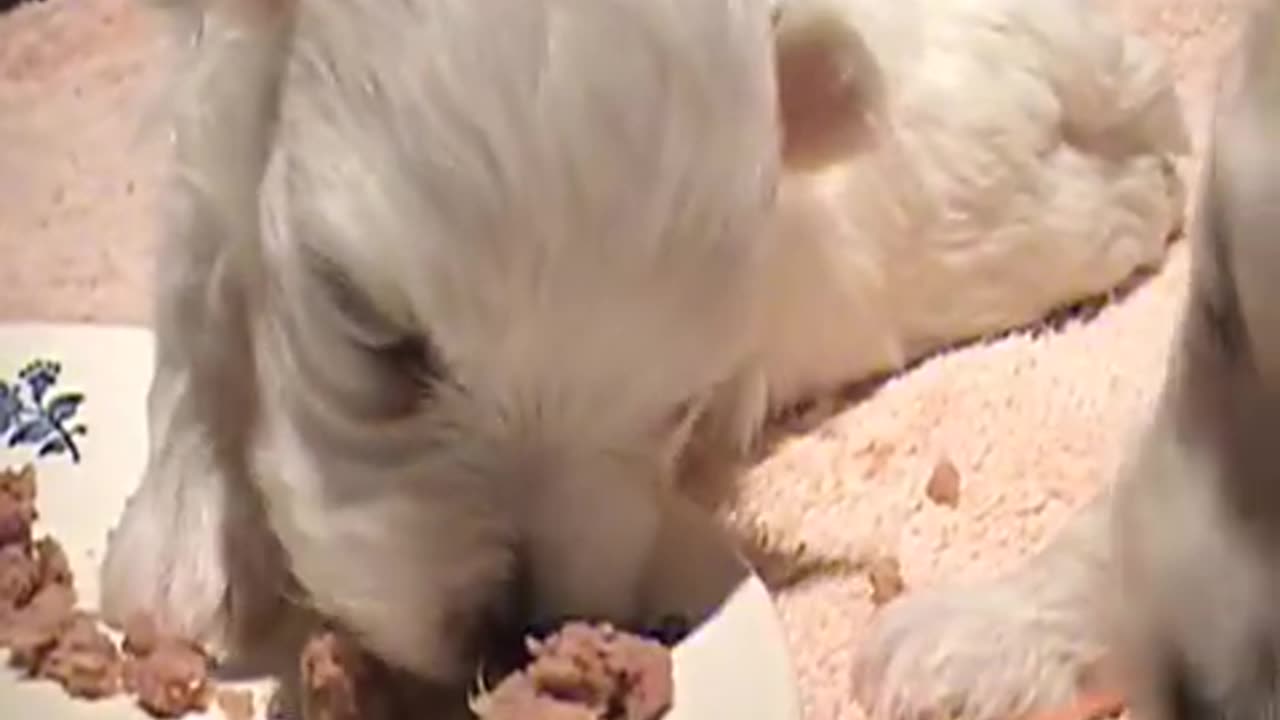 Cute newborn puppy