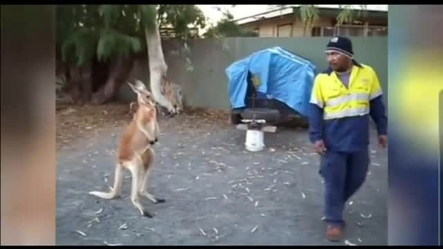 Funny Kangaroo