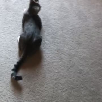Funny video cat kitten