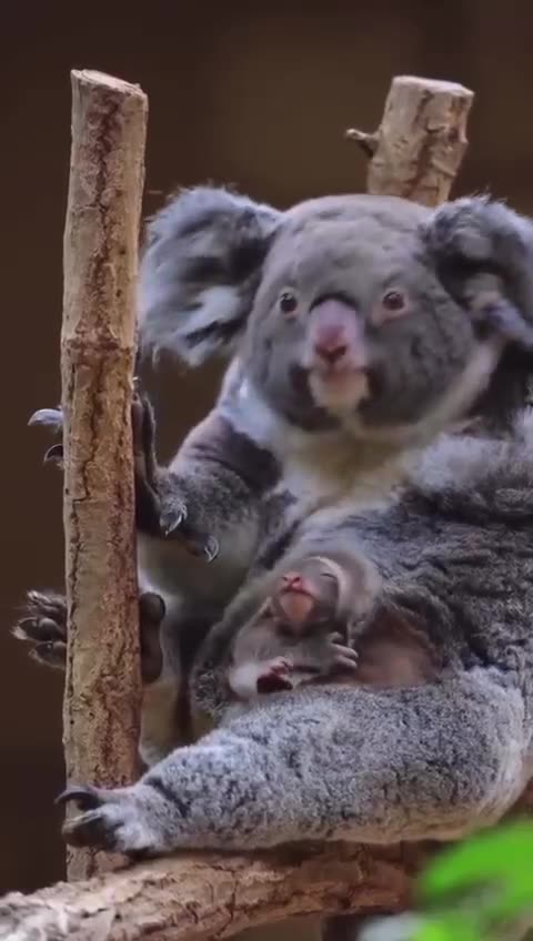 Australian Koala and her baby