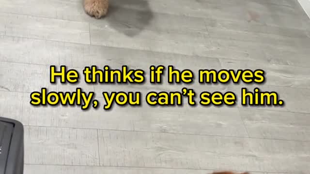 So stealthy, Luna never even sees it coming.