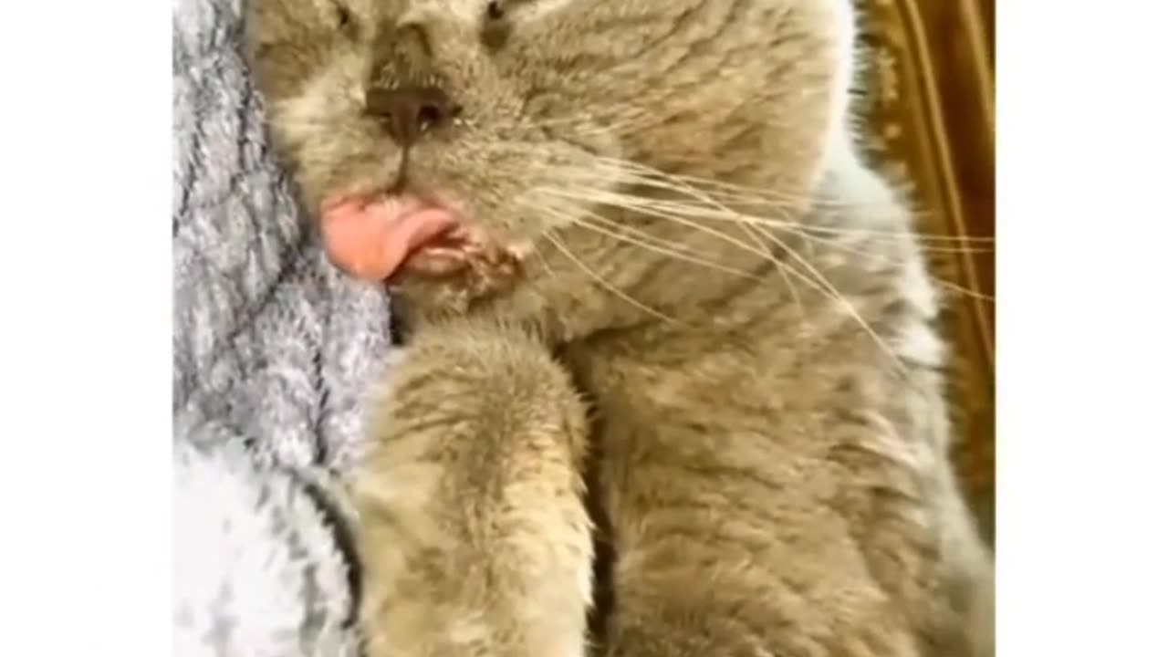 funny_cat_short_videos__(720p)