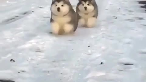 Dogs flying on ice 🐕🐕