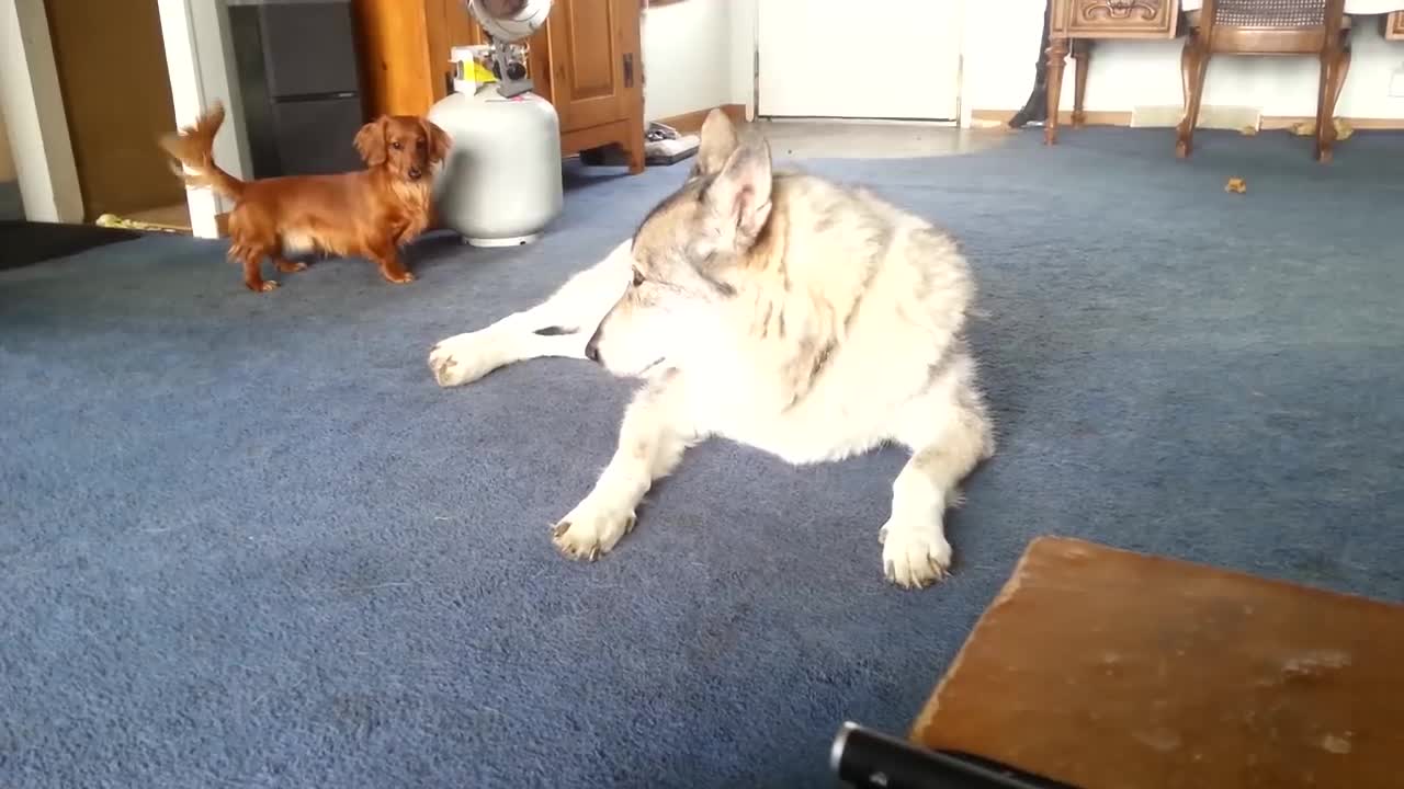 Wolf hybrid playing with little dogs