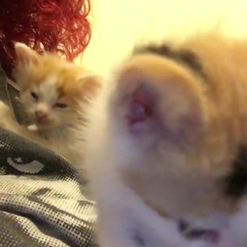 Gatito se mira usando una cámara frontal