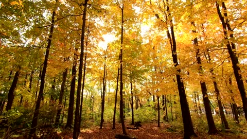 Beautiful Scenery of Autumn Mood Forest