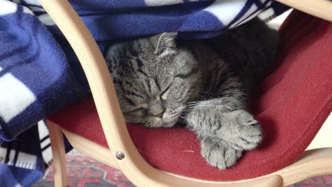 Tired cat resting at home in chair