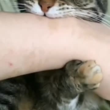 Cat Owner Tries Affection And Cat Ends Bitten - TikTok Cats (Funny Animals #332)