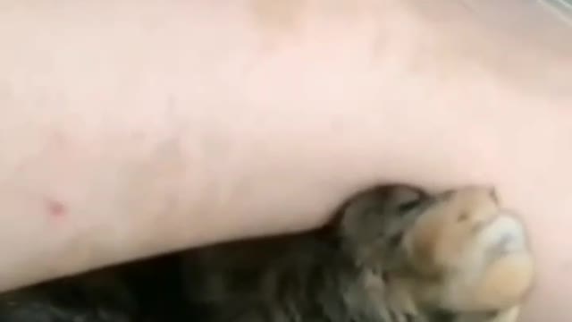 Cat Owner Tries Affection And Cat Ends Bitten - TikTok Cats (Funny Animals #332)