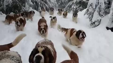 Dogsin the snow