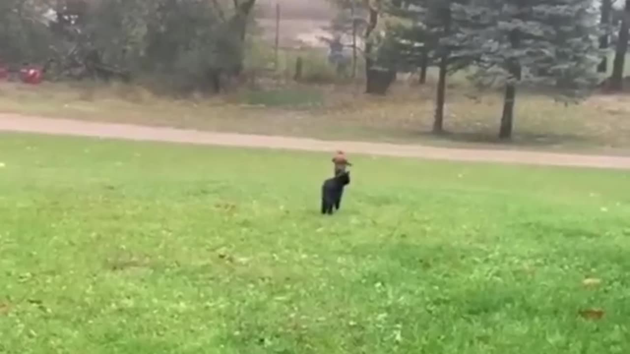 FUNNY WITH ANIMALS / Funny cats / Dogs / Funny animals