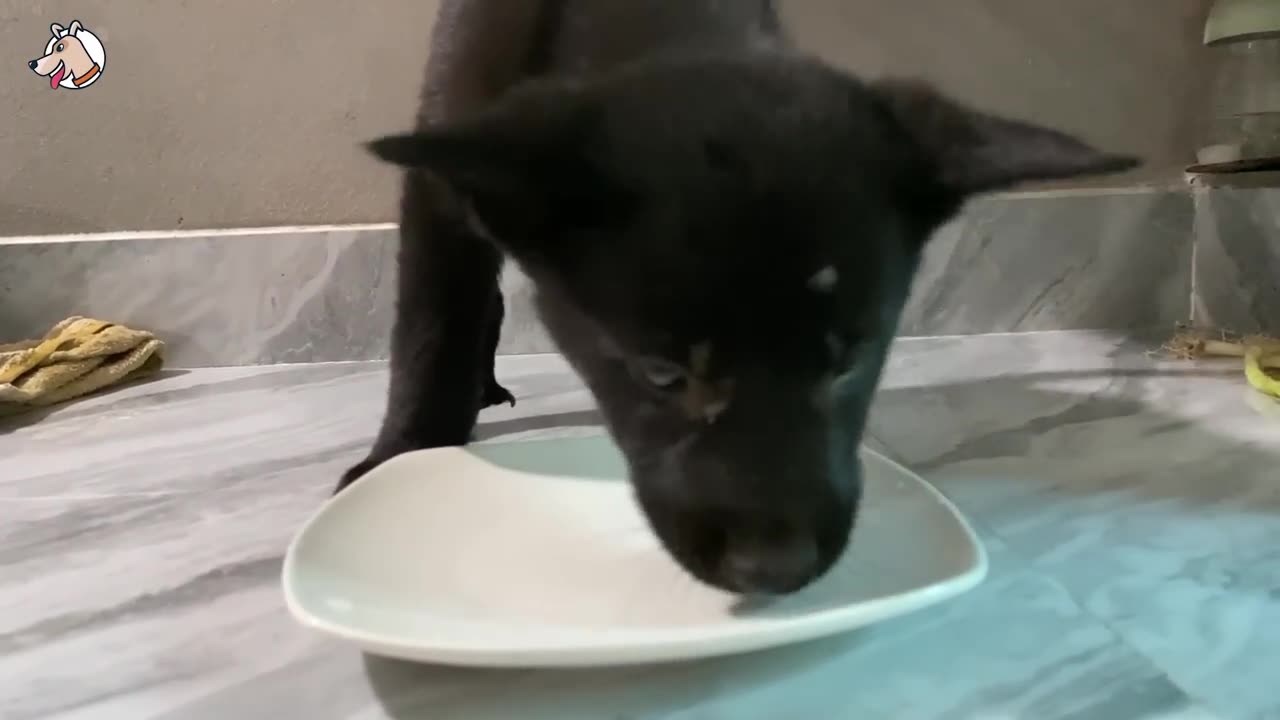 Rescuing an abandoned dog under a bridge with its head in a plastic box is both funny and guilty