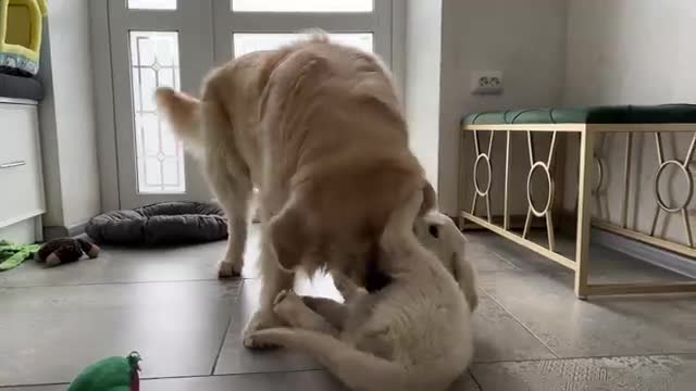 Golden Retriever Puppy Demands Attention