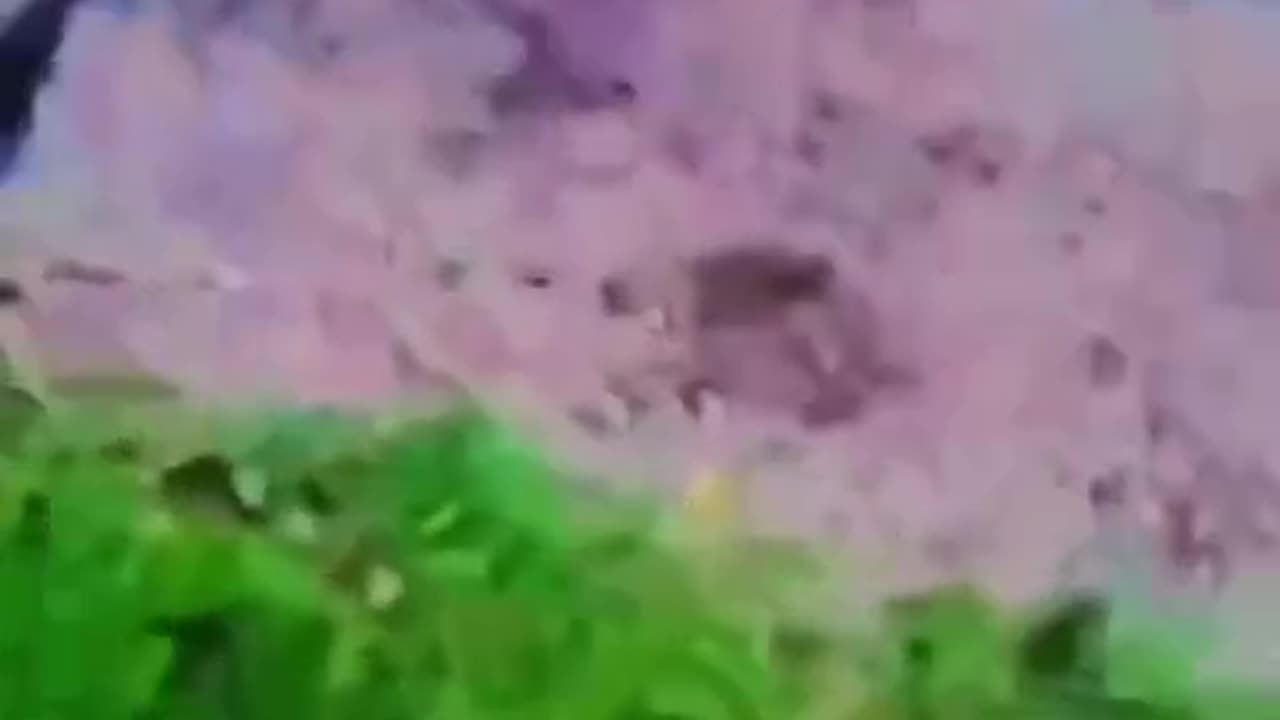 Funny Animals