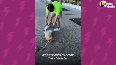 Pomeranian Takes "Playing Dead" To A Whole New Level | The Dodo Little But Fierce
