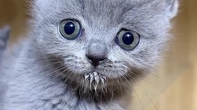 Cute Cats Baby|| Small cats||Baby cats ||