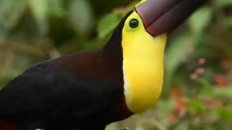 Toucan bird