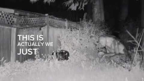 #Las Vegas police respond to reports of aliens in a backyard