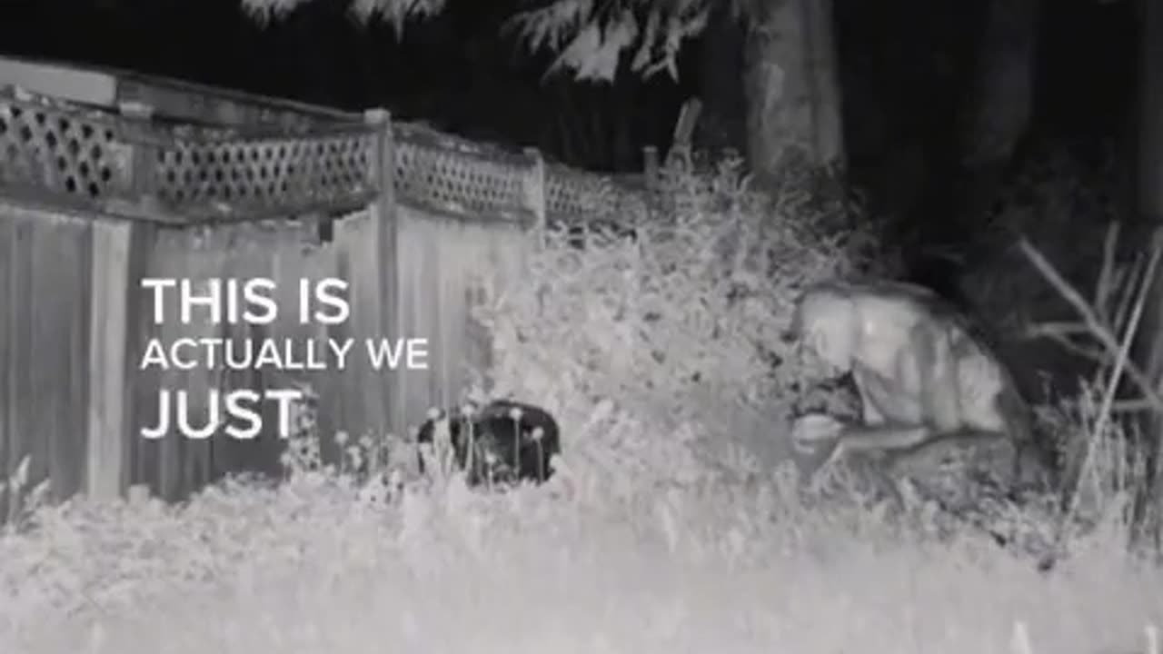 #Las Vegas police respond to reports of aliens in a backyard