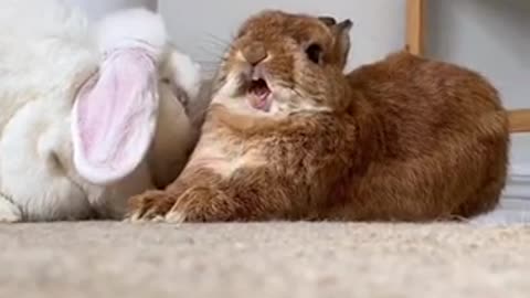 Everybunny scream