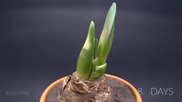 Growing Christmas Amaryllis Time Lapse - Bulb to Flower in 26 Days