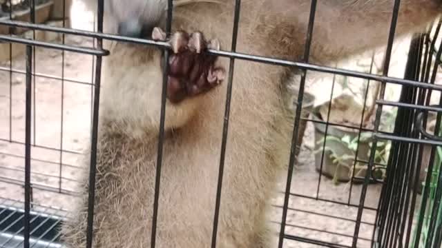 What is tis animal i dont know
