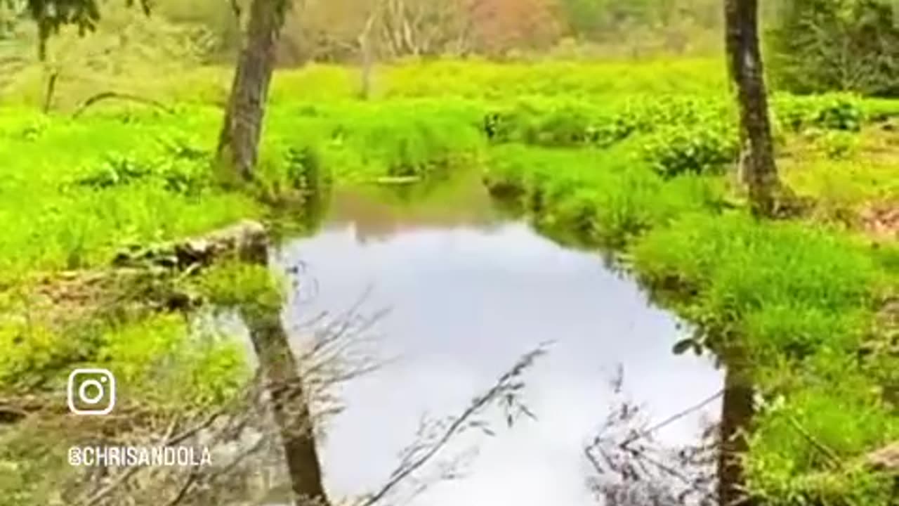 UNEXPECTED BRIDGE VIEW