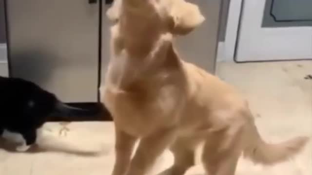 How funny dog playing
