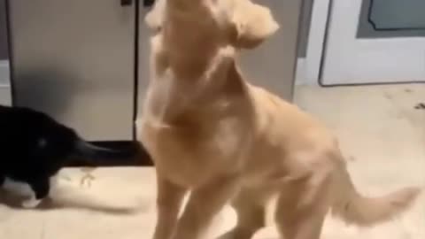 How funny dog playing