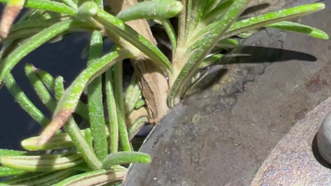 Rosemary Farm 🌿 مزرعه رزماری