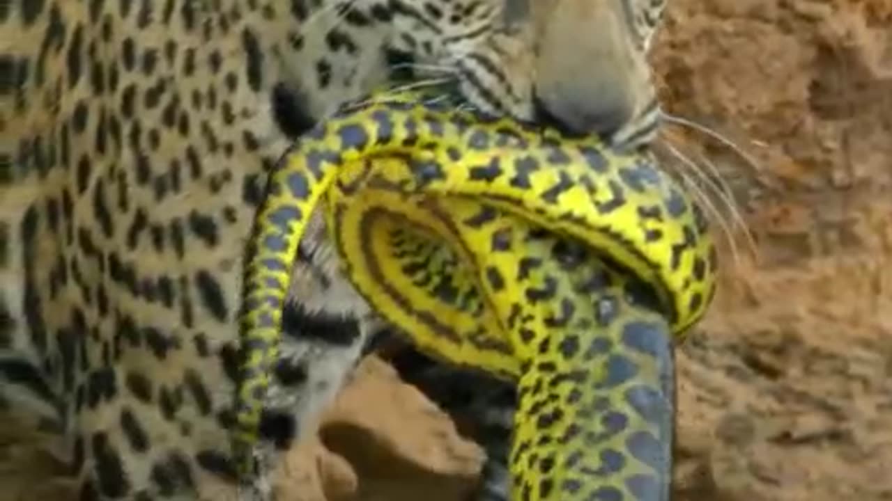 Cheetah looks ferocious while hunting