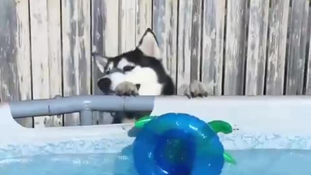 The dog played ball and learned to swim