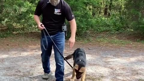 Dogs training