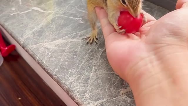 Little guy is not greedy at all