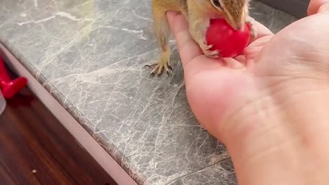 Little guy is not greedy at all