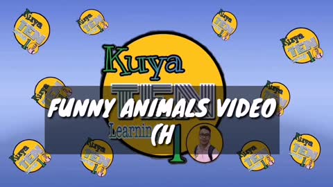 Funny Videos Animal Edition