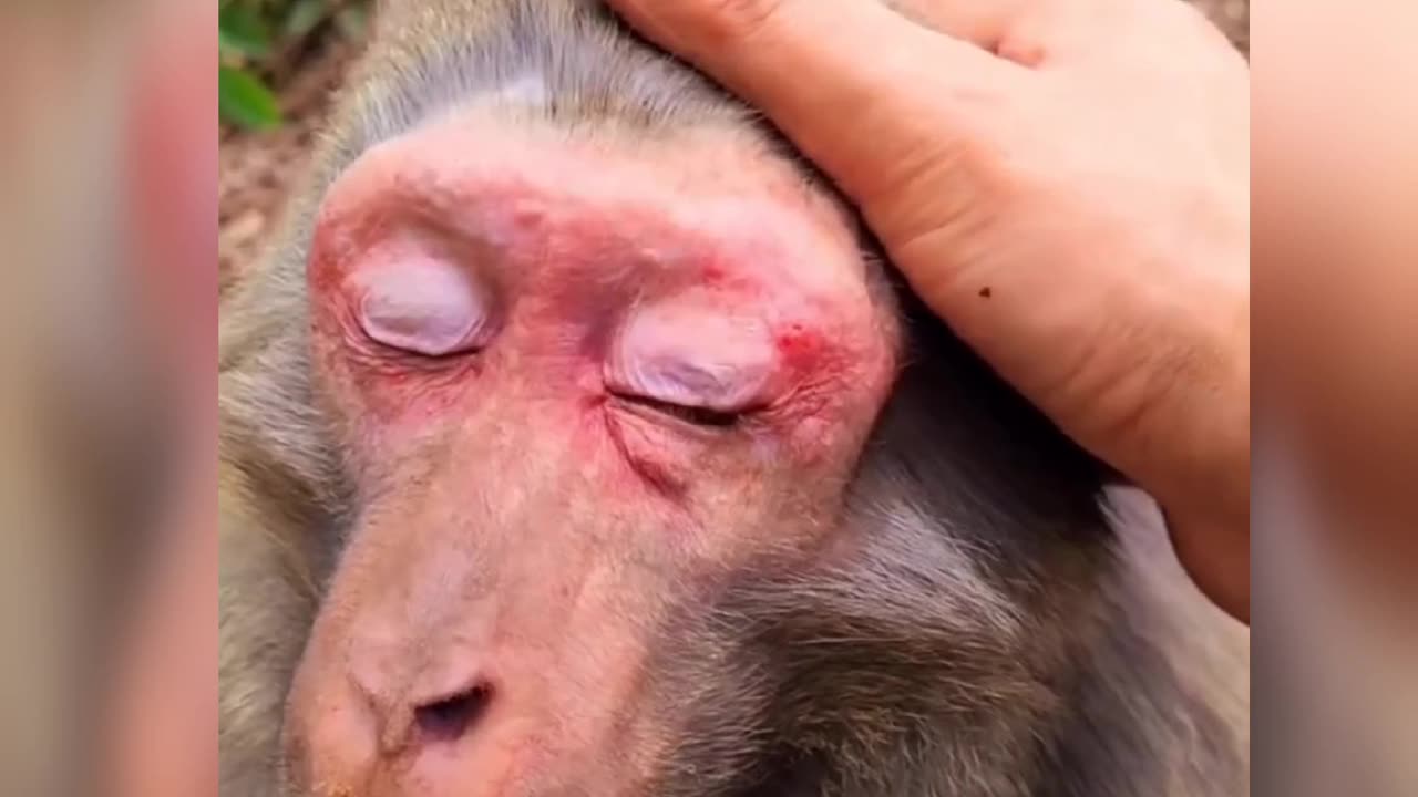 Doing Face Massage of Monkey