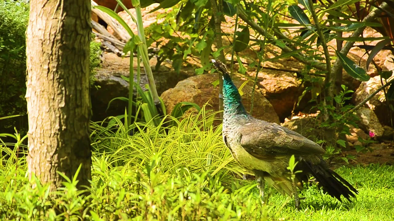 Peacock HDR ultra videos