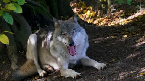 Magnific wolf