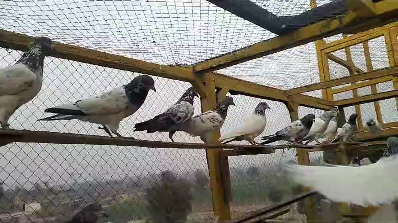 Beautiful pigeon breeder pair best flying