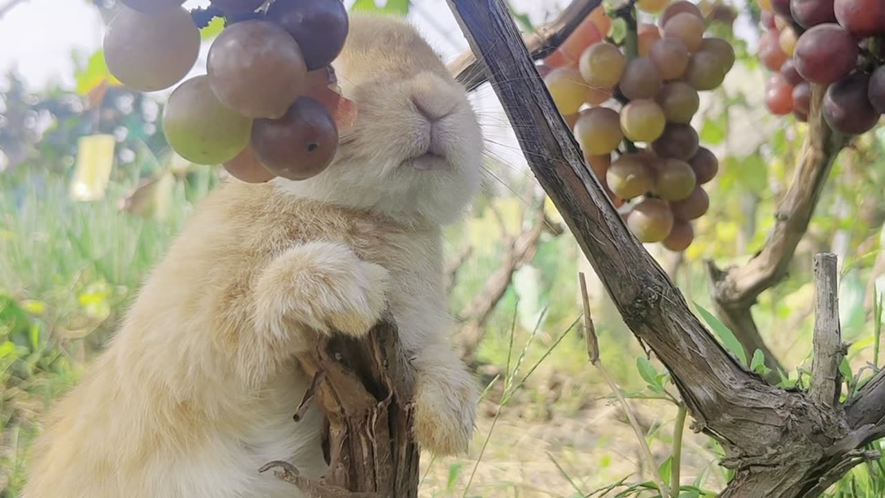 Little rabbit under the grapevine