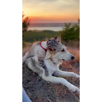 cute cat dog friend