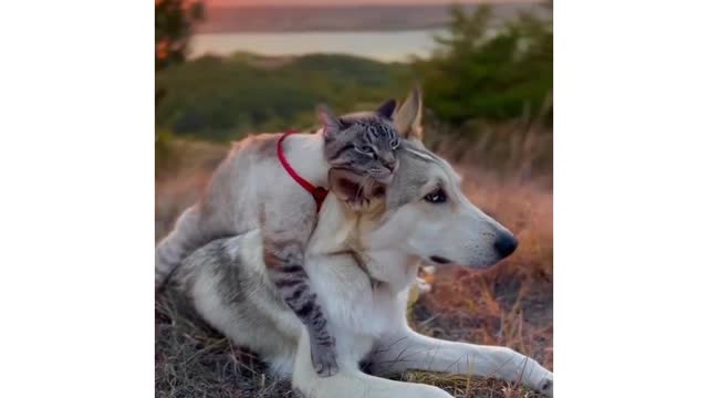 cute cat dog friend