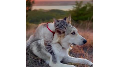 cute cat dog friend