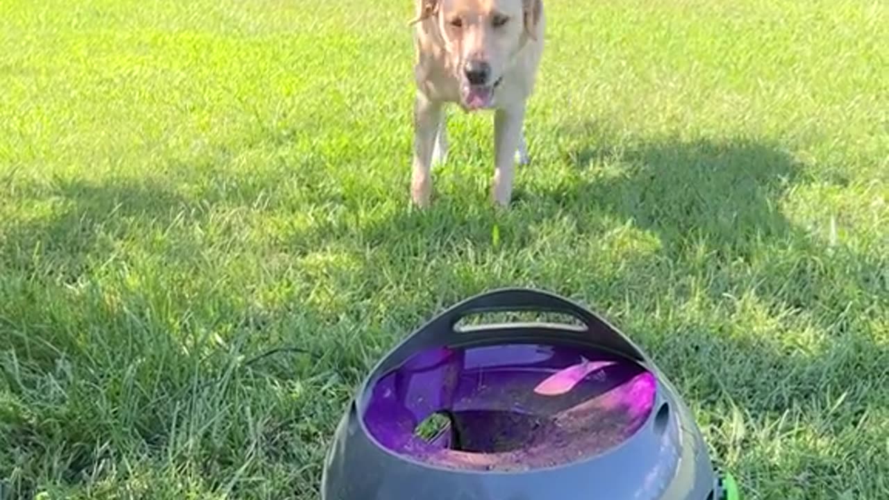 All of Ava’s newfound fame and yet Penny remains unimpressed 😂