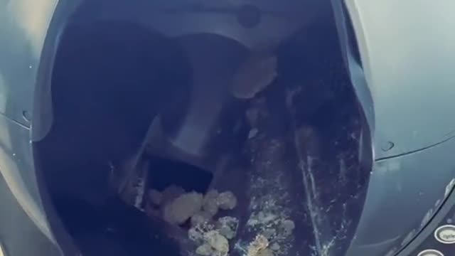 Cute pet