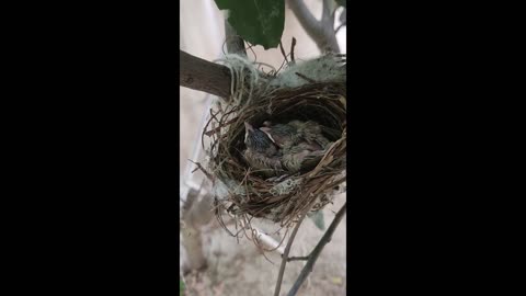 Baby nightingale(7 days old)