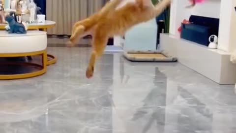 "Cat-astrophe Chronicles: The Side-Splitting Shenanigans of a Hilarious Feline"
