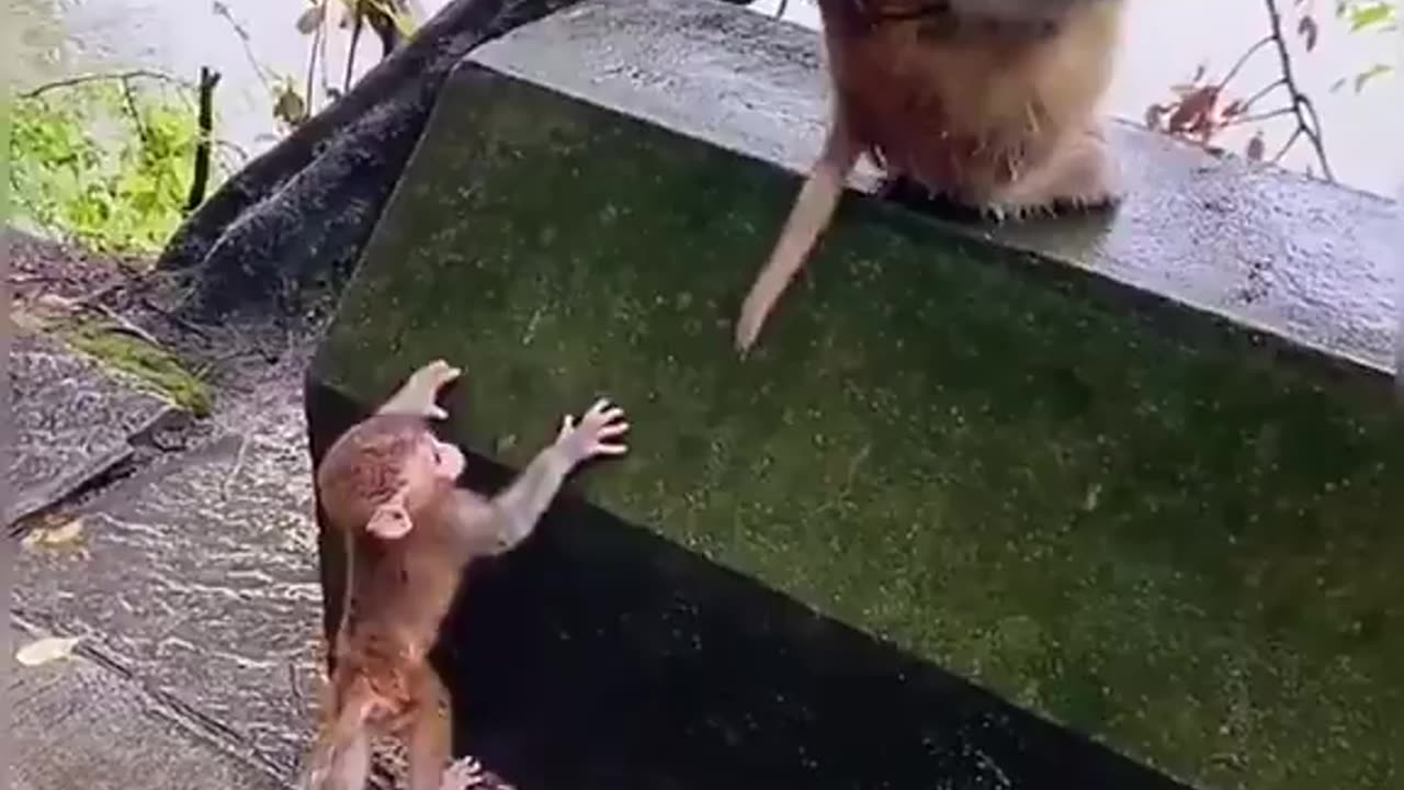 Funny animals